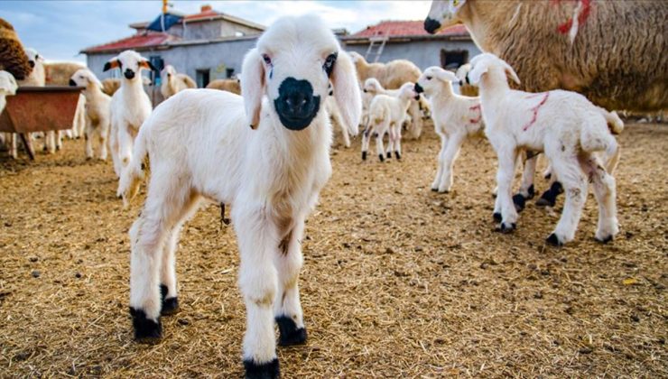 Kayıtlı küçükbaş hayvan bilgileri 31 Aralık’a kadar güncellenmeli