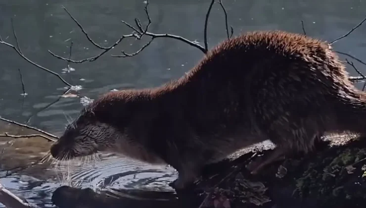 Nesli tükenme tehlikesi altında. Bolu’da görüldü
