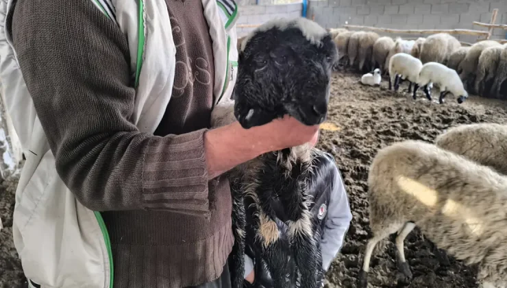 Hatay’da bir kuzu, çift başlı ve 4 gözlü doğdu