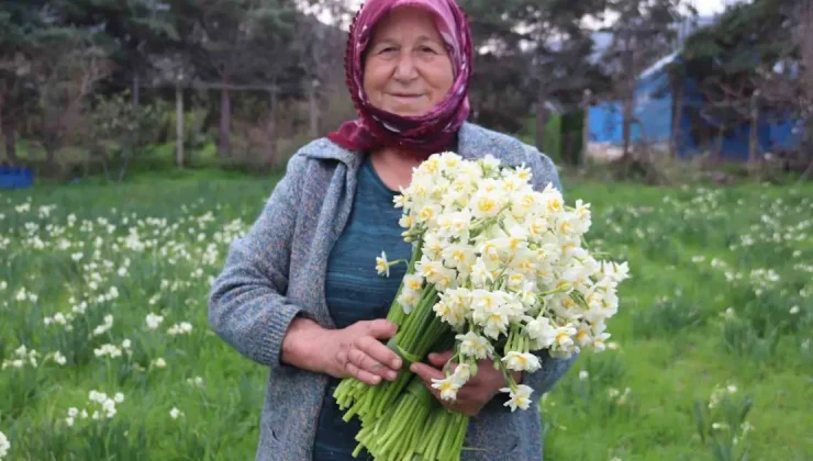 Çiçeklerin annesi olarak biliniyor. Fiyatı bin 500 liraya kadar ulaşıyor