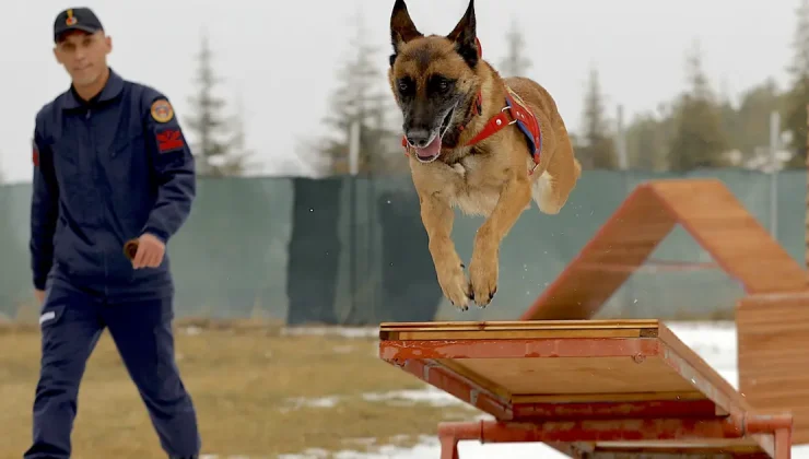 Kadavra köpeği Sima doğal afetlerde çalışmalara ışık tutuyor. Her gün antremanları bulunuyor