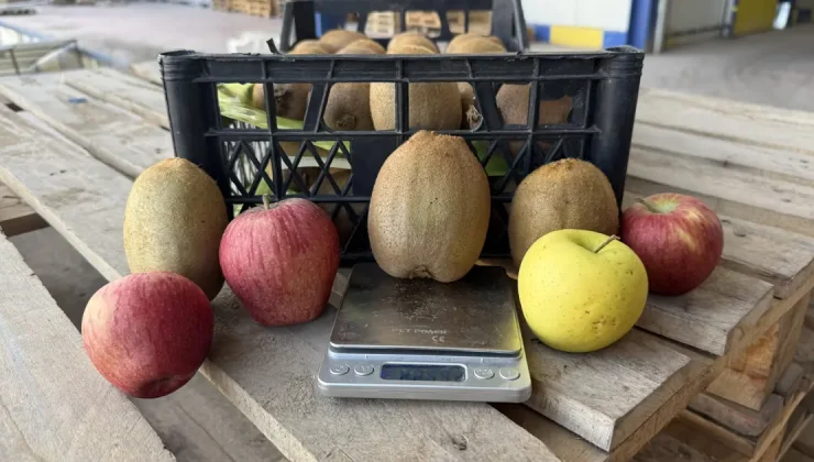 Tarımda sessiz devrim. 4 tanesi 1 kilogram ediyor, yoğun talep var