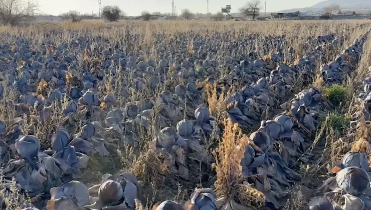 Pazarda tanesi 80 lira, 5 liraya almak istediler. Hepsi tarlada kaldı, kara kara düşünüyor