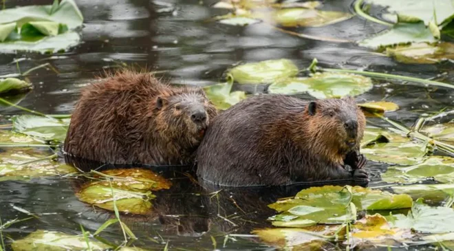 Dünyanın en sadık canlıları. Eşleri ölünce yalnızlığı seçiyorlar, insanları geride bıraktılar