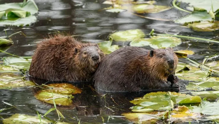 Dünyanın en sadık canlıları. Eşleri ölünce yalnızlığı seçiyorlar, insanları geride bıraktılar