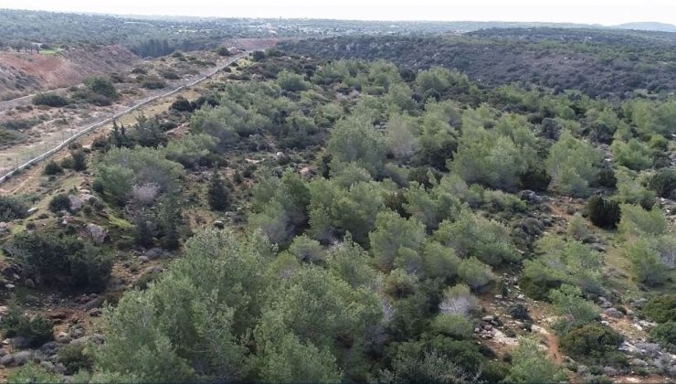 62 kuruluş İTÜ’ye orman arazisinin devredilmesini ortak açıklamayla reddetti