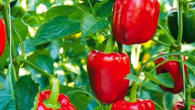 7 üründe limit üstü veya tavsiye dışı bitki koruma ürünü tespit edildi