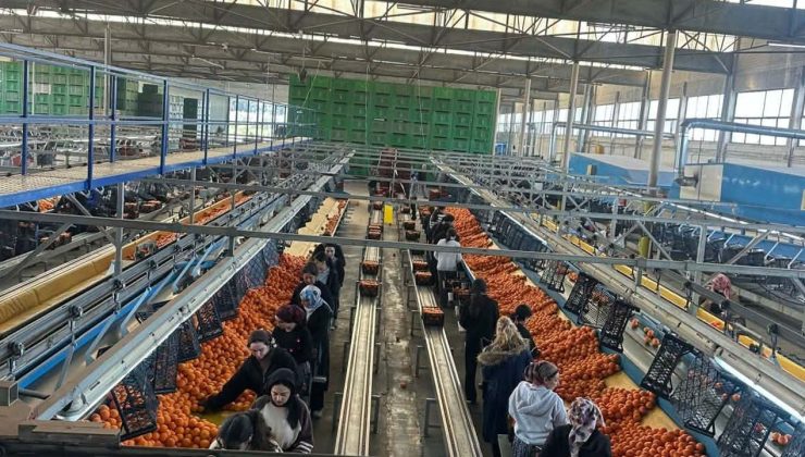 Narenciye İhracatçı Birlikleri: “İhracat sürecindeki engeller giderilsin”