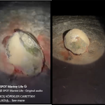 Kaplumbağaları Koruma Derneği’nden yetkililere çağrı: “Yuvalama sezonu öncesinde Kantara sahilinde önlem alın”