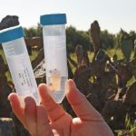 Babutsa koşniline karşı doğaya ilk kez avcı böcek bırakıldı