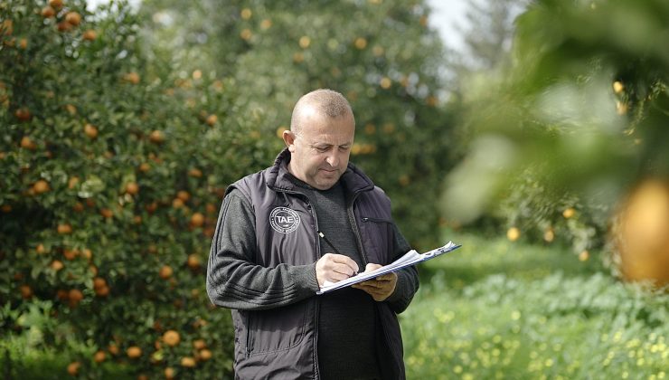 Asya turunçgil psillidine karşı biyolojik mücadele sürüyor