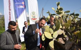 Babutsa koşniline karşı doğaya ilk kez avcı böcek bırakıldı