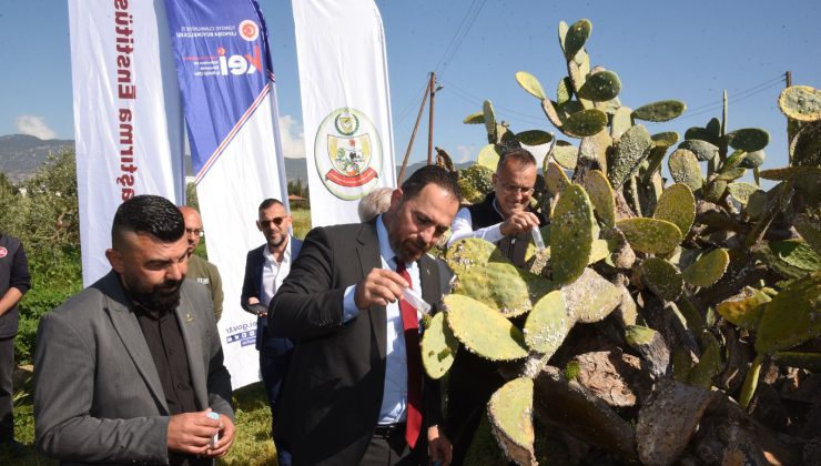 Babutsa koşniline karşı doğaya ilk kez avcı böcek bırakıldı