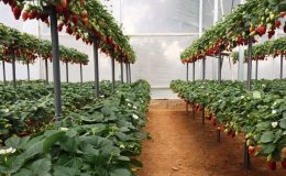 Dört üründe limit üstü veya tavsiye dışı bitki koruma