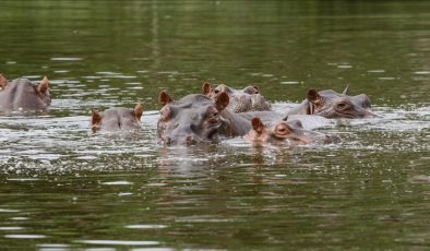 Hint milyarder Ambani’nin oğlu, Escobar’a ait su aygırlarını itlaf edilmekten kurtarmayı teklif etti