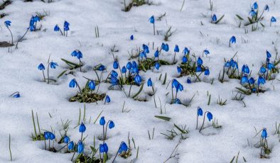 Kars’ta baharda çiçekler kar altında kaldı