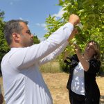 Narenciyede yeşillenme hastalığına karşı başlatılan biyolojik mücadelede başarı...