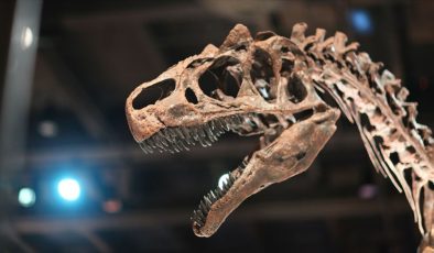 Tayland’da yeni bir dinozor türüne ait kalıntılar bulundu