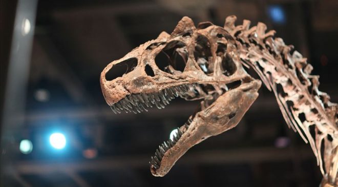 Tayland’da yeni bir dinozor türüne ait kalıntılar bulundu