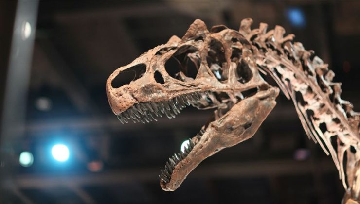 Tayland’da yeni bir dinozor türüne ait kalıntılar bulundu