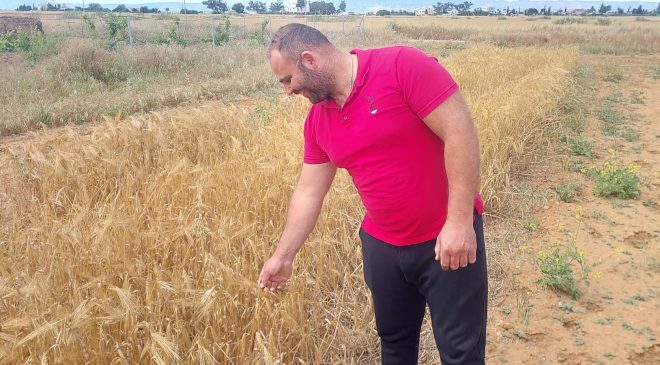 Mormenekşe’deki deneme parsellerinde 4 arpa çeşidi öne çıktı