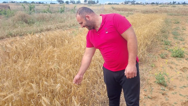 Mormenekşe’deki deneme parsellerinde 4 arpa çeşidi öne çıktı