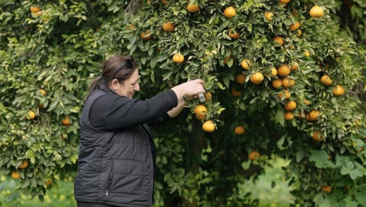 Narenciyede yeşillenme hastalığına karşı biyolojik mücadelede başarı