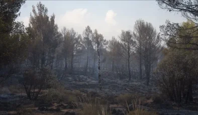 Cezayir’de orman yangınlarıyla mücadele119 yangından 114’ü söndürüldü
