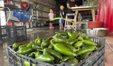 ABD’de Salmonella Salgını 27 Eyalete YayıldıKaynak Jalapeno Biberleri