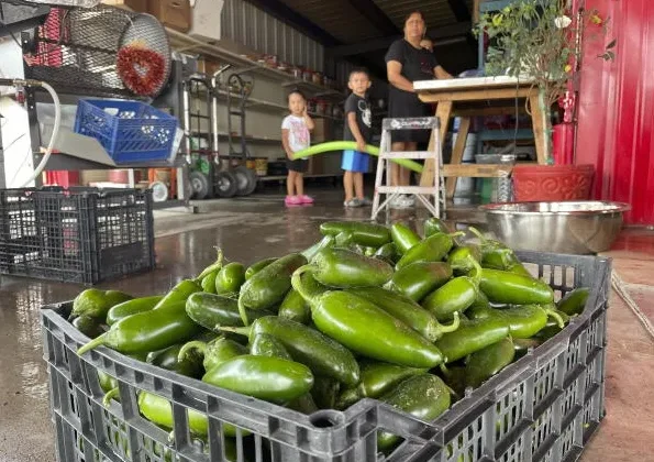 ABD’de Salmonella Salgını 27 Eyalete YayıldıKaynak Jalapeno Biberleri