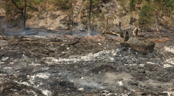 Landes Vilayetinde 1580 Hektar Alan Yandı, Yüzlerce Kişi Tahliye Edildi