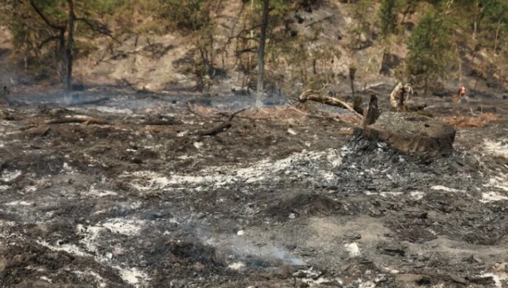 Landes Vilayetinde 1580 Hektar Alan Yandı, Yüzlerce Kişi Tahliye Edildi