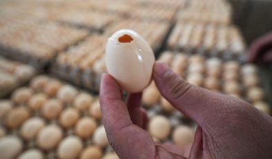 İngiltere’deki Salmonella Salgınında Can Kaybı ve Vaka Artışı