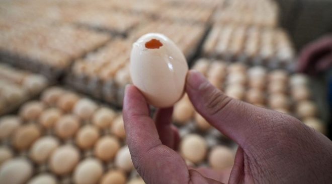 İngiltere’deki Salmonella Salgınında Can Kaybı ve Vaka Artışı