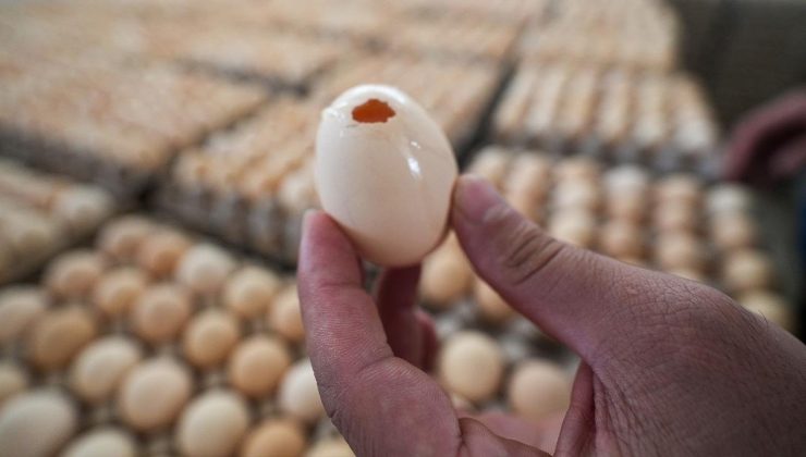 İngiltere’deki Salmonella Salgınında Can Kaybı ve Vaka Artışı