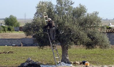 Girne Kaymakamlığı zeytin hasadı tarihlerini duyurdu