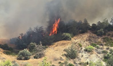 Yamaçköy ile Tirmen Arasındaki Ormanlık Alanda Yangın Çıktı