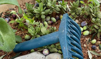 İskele Bölgesinde Erkenci Zeytin Hasadı Yarın Başlıyor